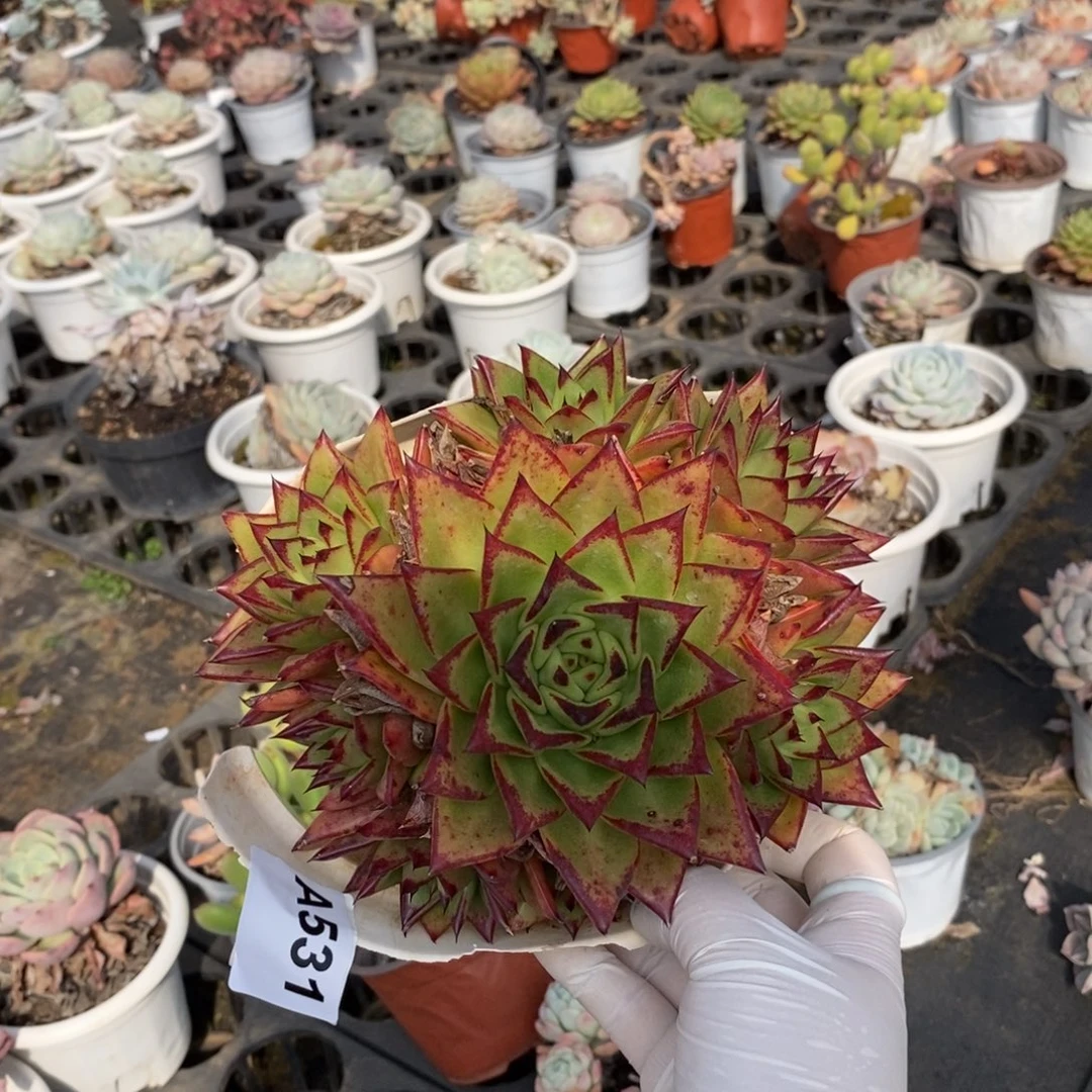 531口红手捧一物一拍