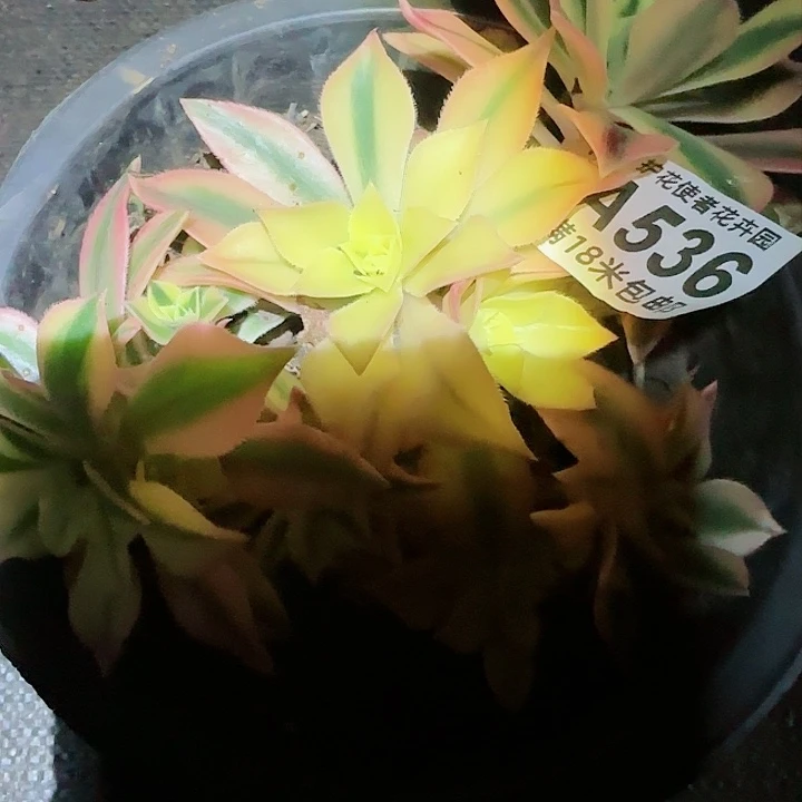 忘**鱼多肉法师枫叶朵朵