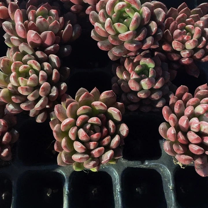 小红宝石1元带土发