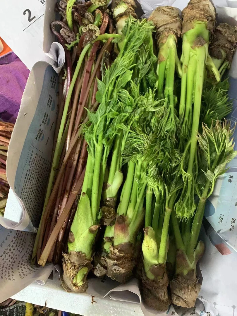 山菜组合、刺嫩芽➕大叶芹➕婆婆丁➕猴腿