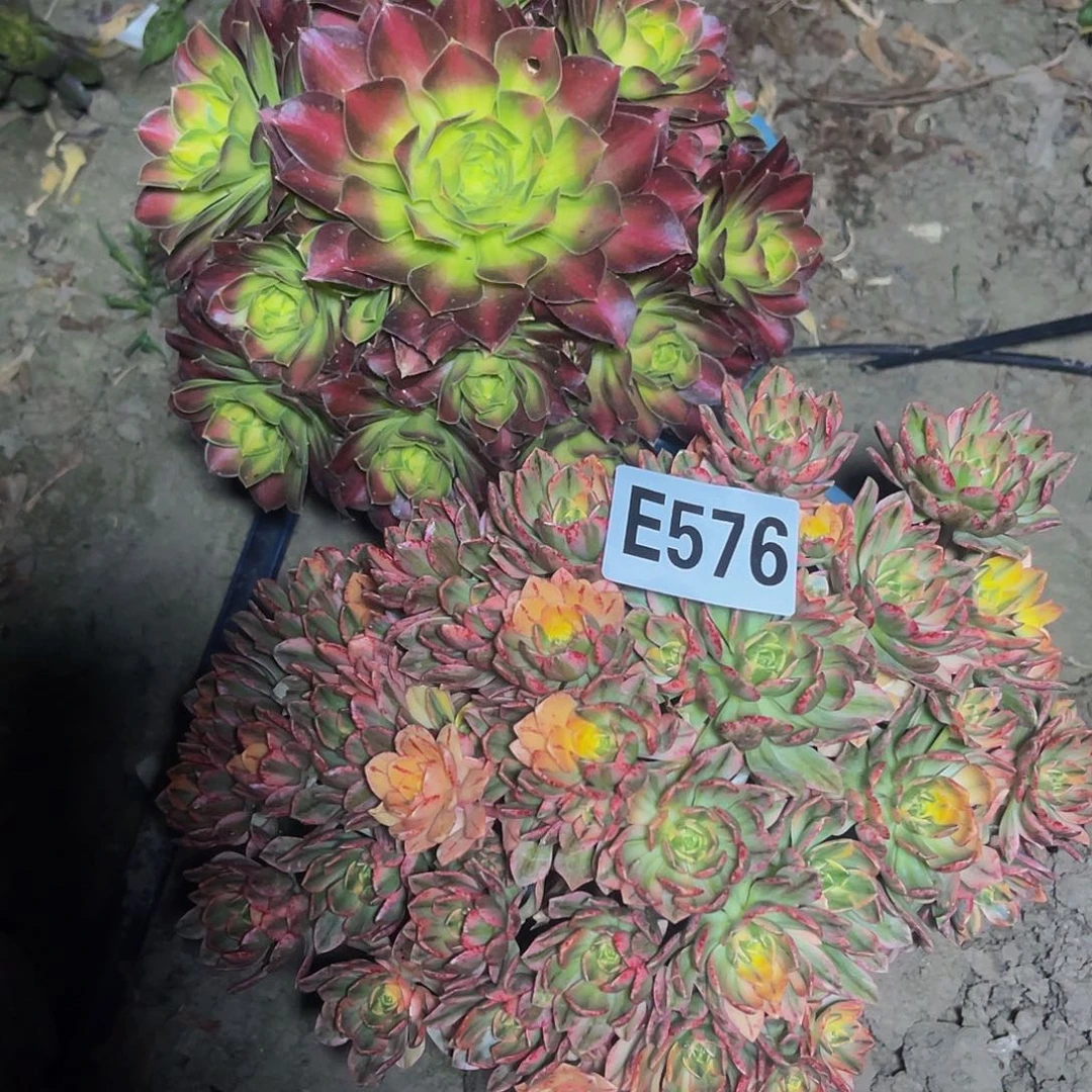 两盆法师13-20包邮法师