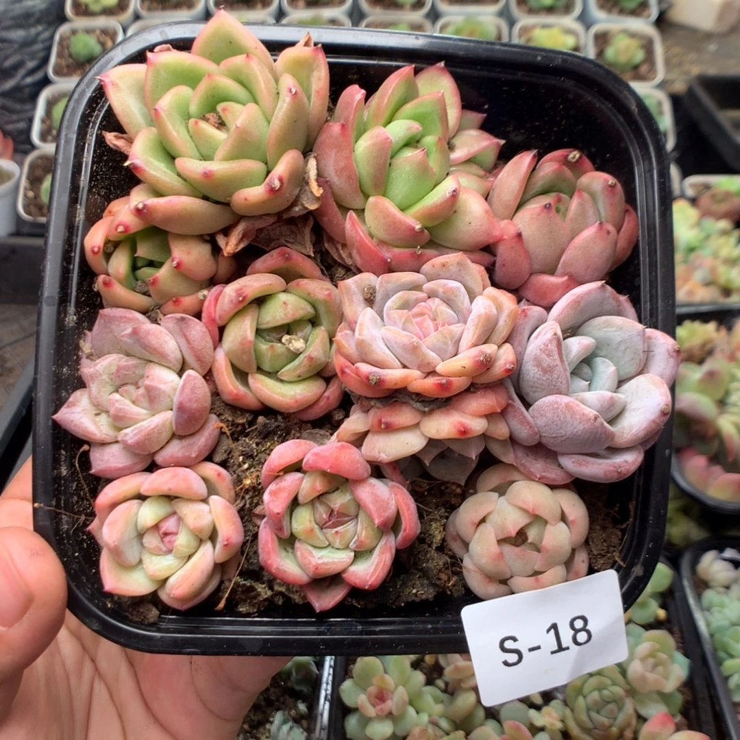 无花朵S18英语英语