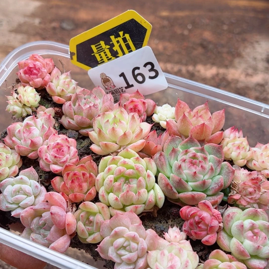 多肉植物多肉植物