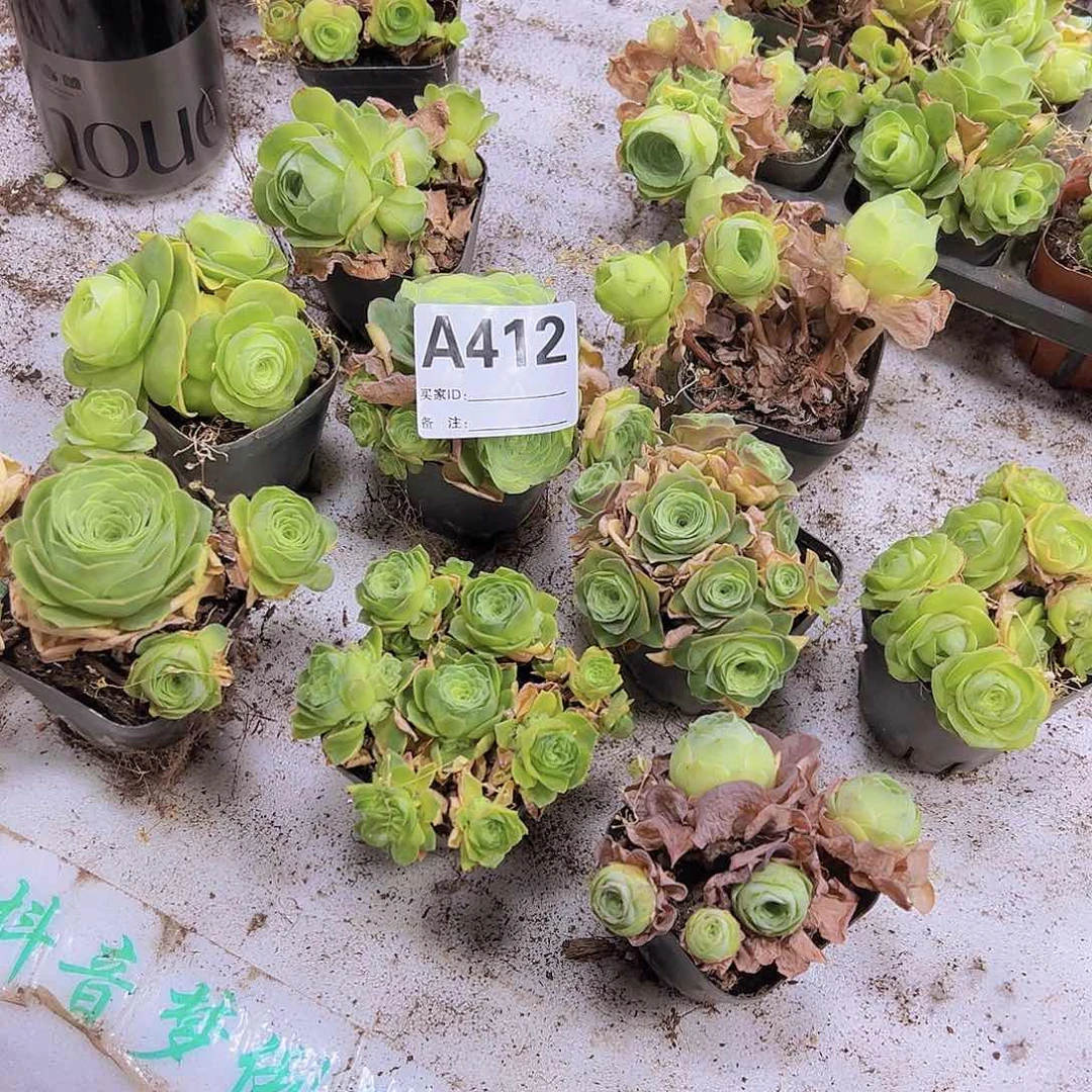 412玫瑰群挑好的大的