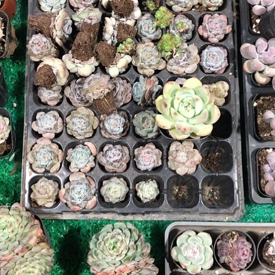 丸***薇纯爱系列出版社花雨在