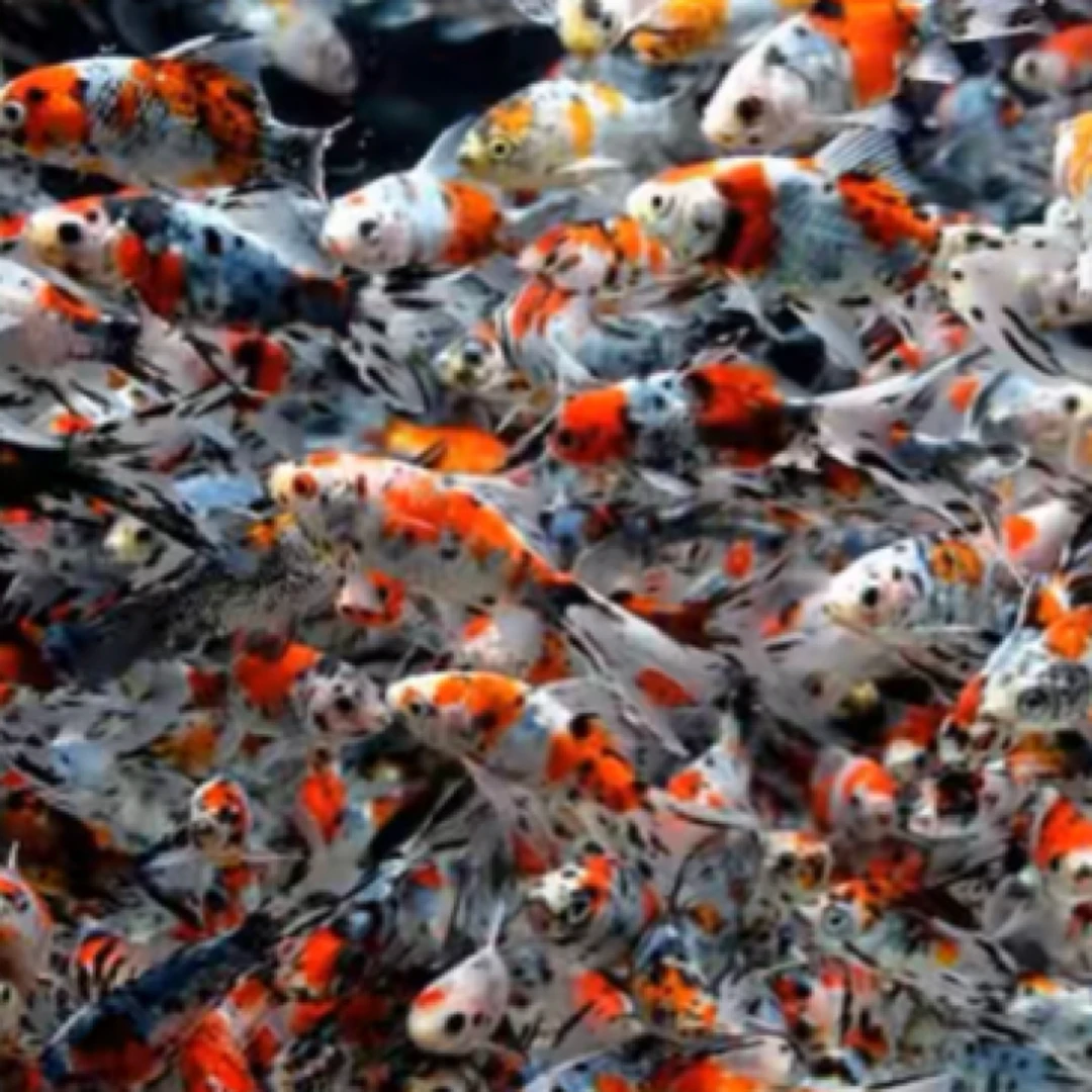 精品兰花草9−11厘米7条特别好养的鱼全国包邮 “不指定，随机发货”