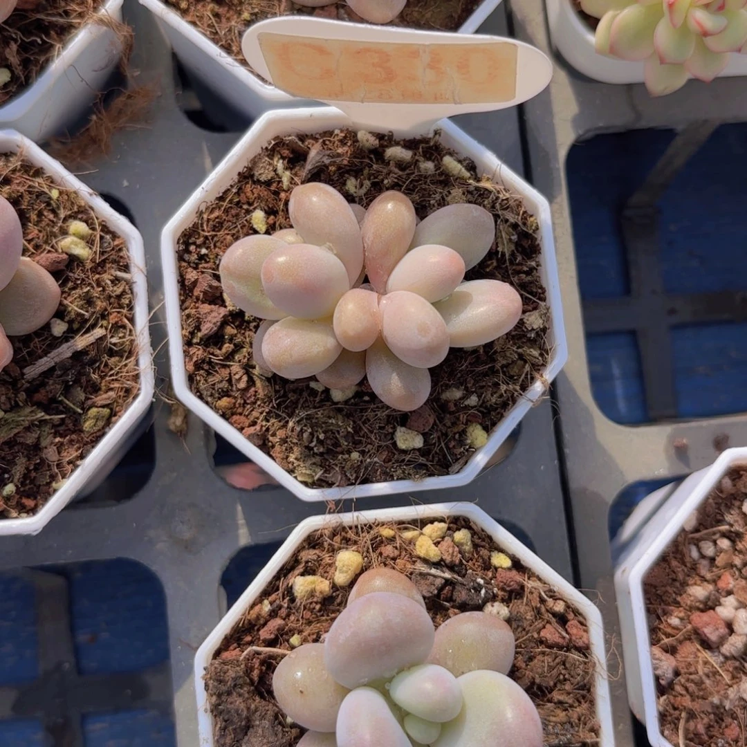 C330蜜多丽一物一拍