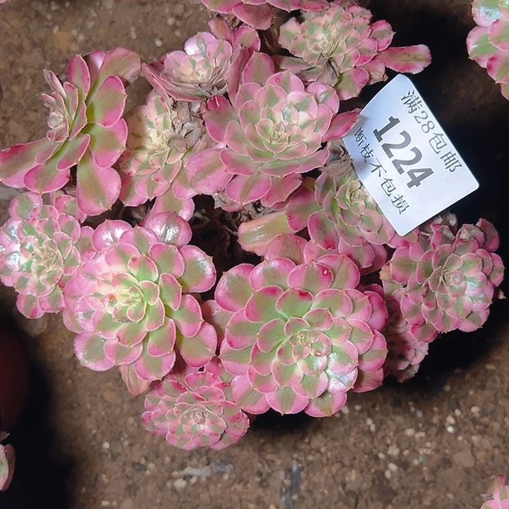 1224红铜白多肉植物