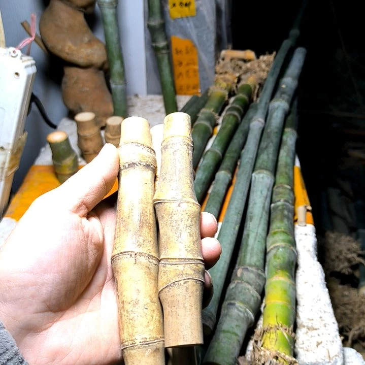 宇*洁实心玉竹毛料手把件