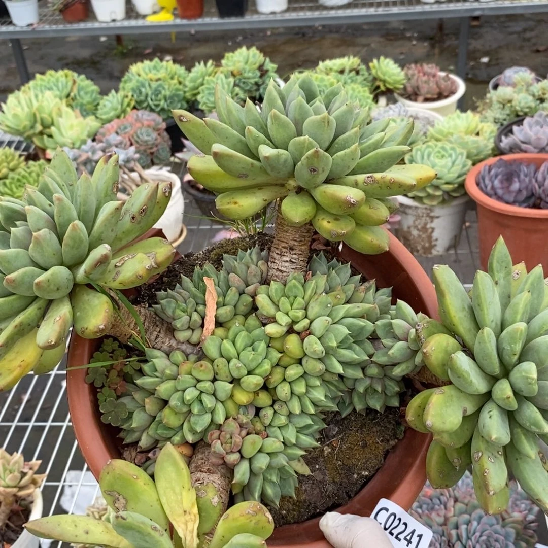 2241红象牙群生一物一拍