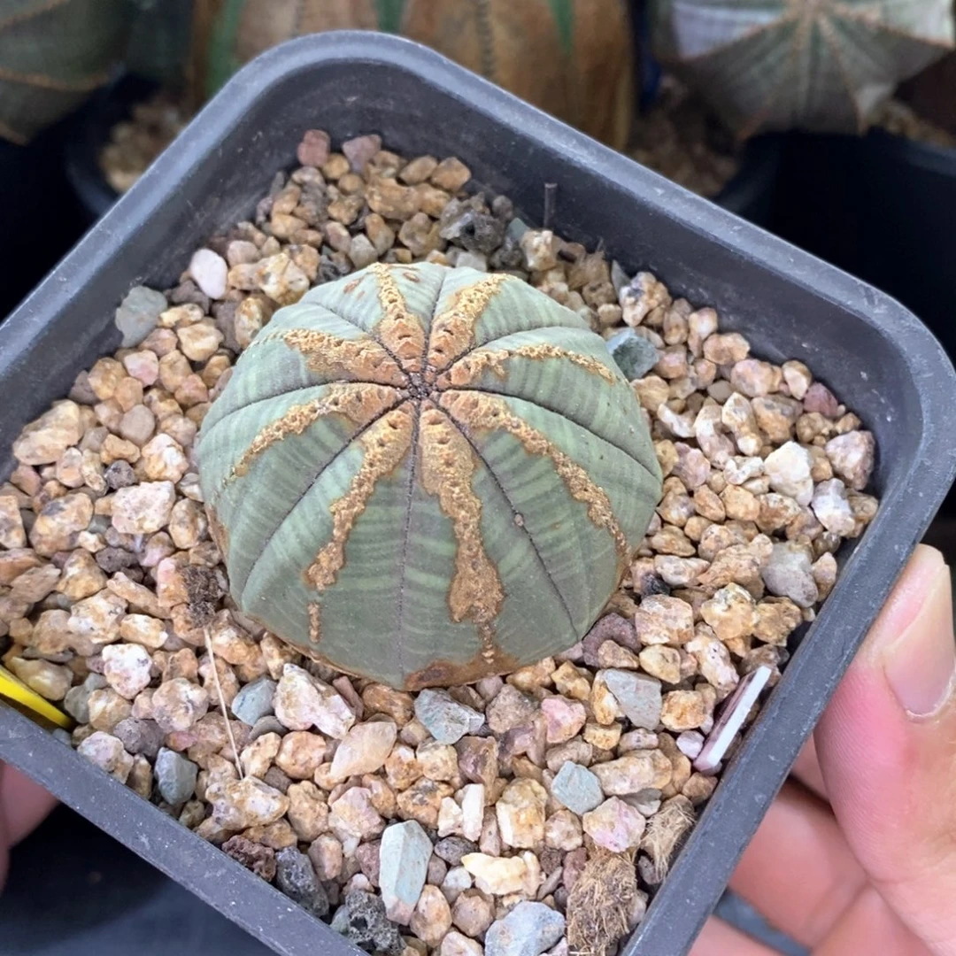24 欧系实生布纹球多肉植物