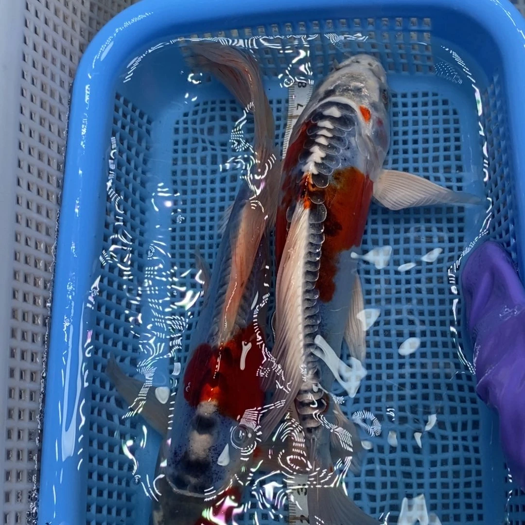 锦鲤冷水锦鲤包邮