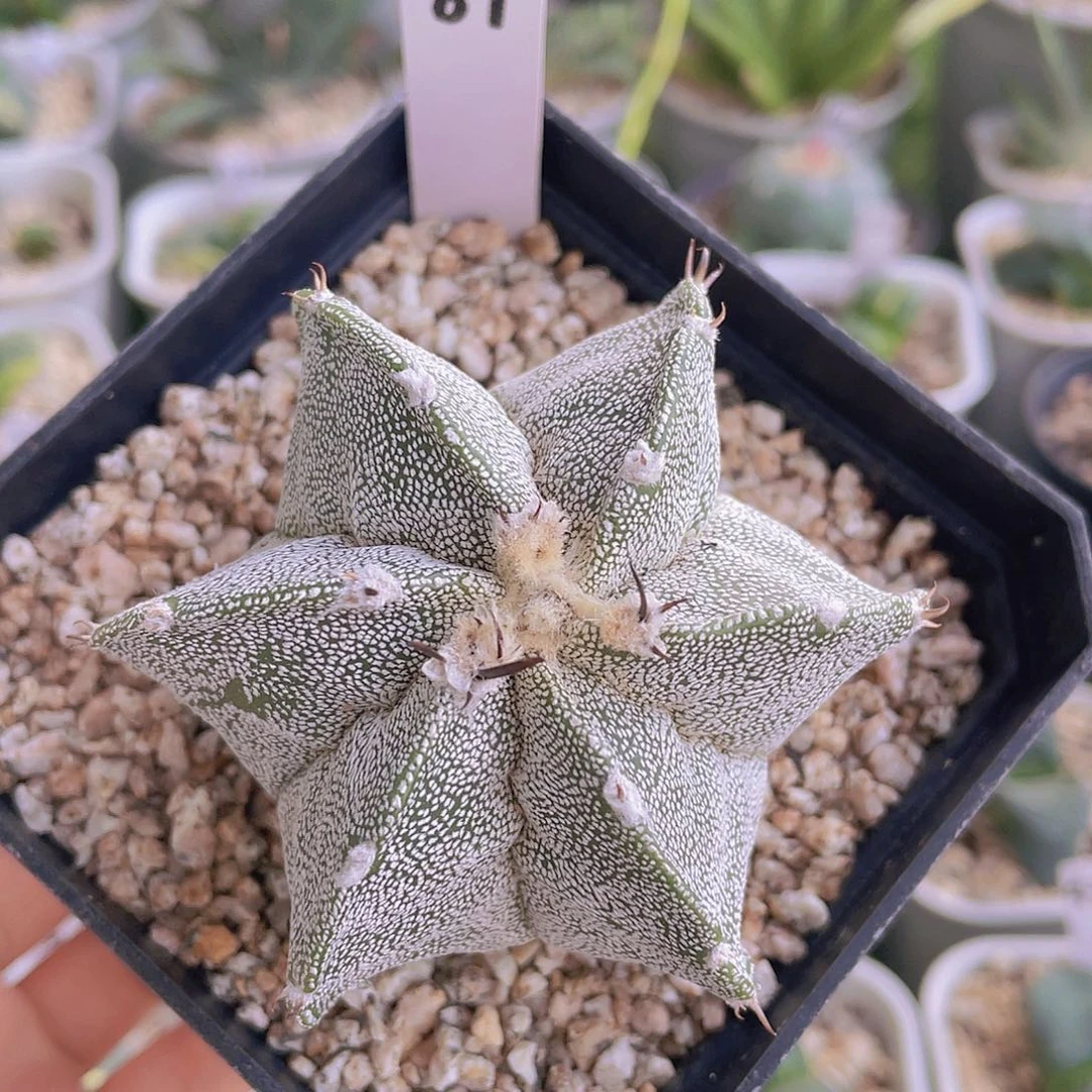 87号脱土发货1111