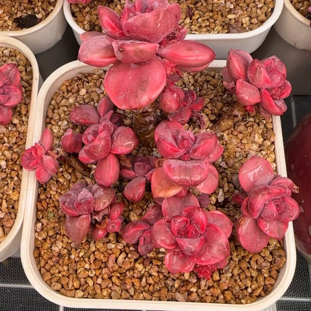 从前慢花园精选多肉彩虹糖锦