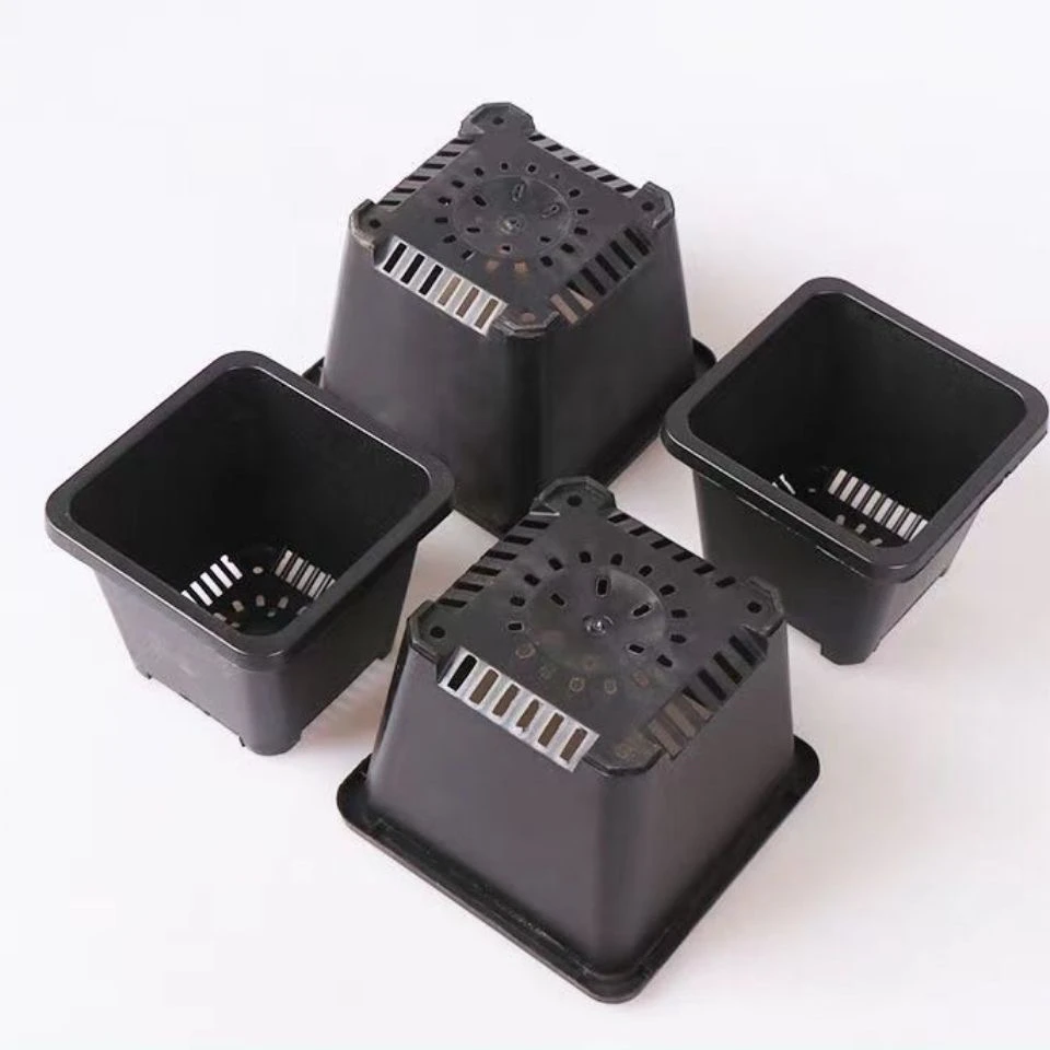 景天160黑方口15厘米高10厘米多肉专用