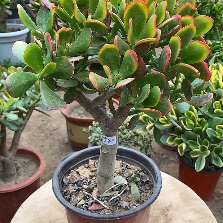 蟹*33黄金花月一物一拍