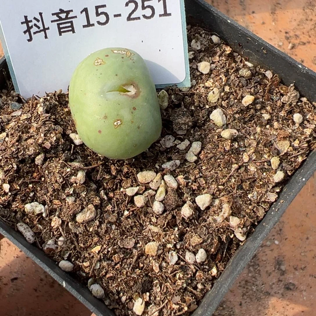常****店15-251肉锥多肉植物，