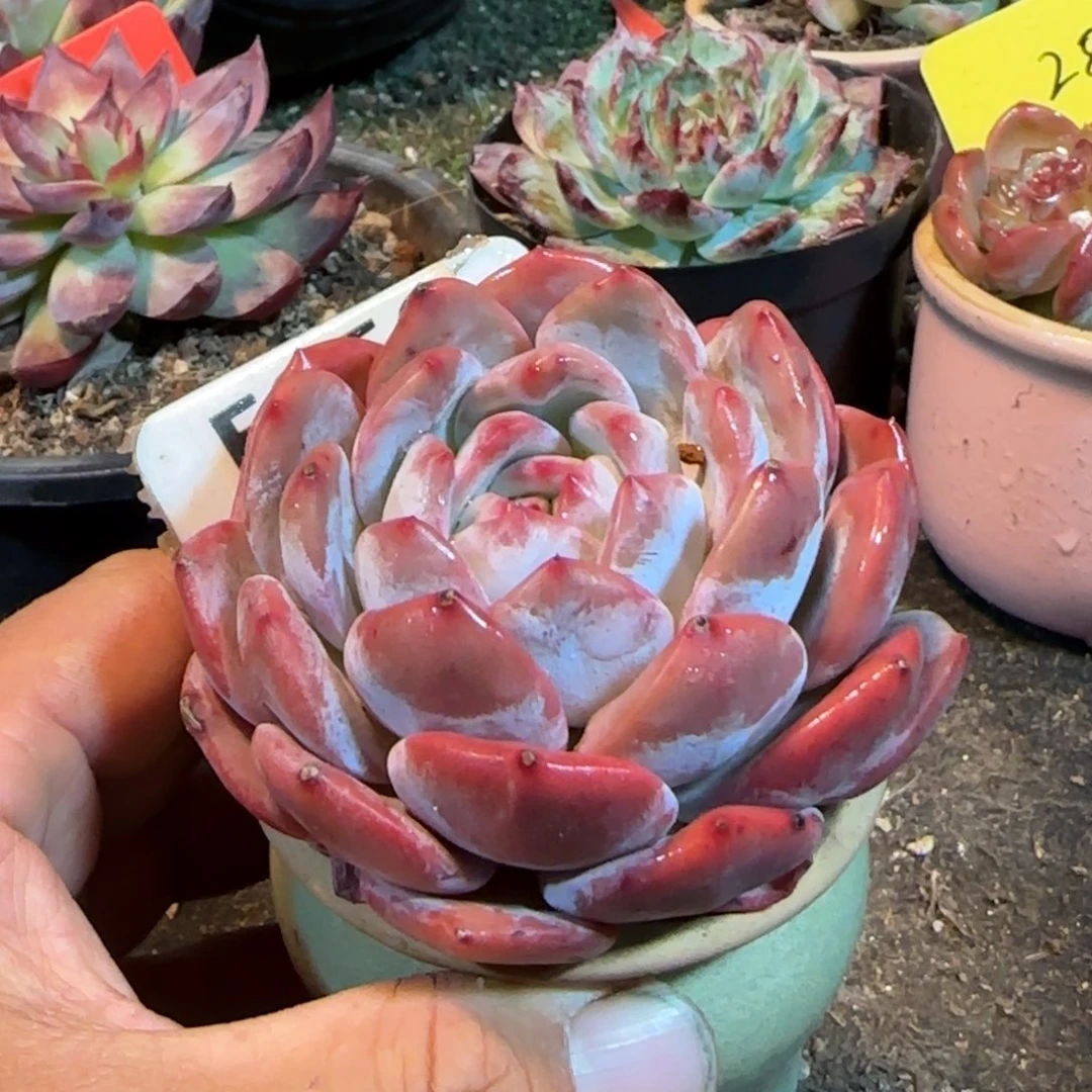 橙梦露一物一拍包装收缩花旱