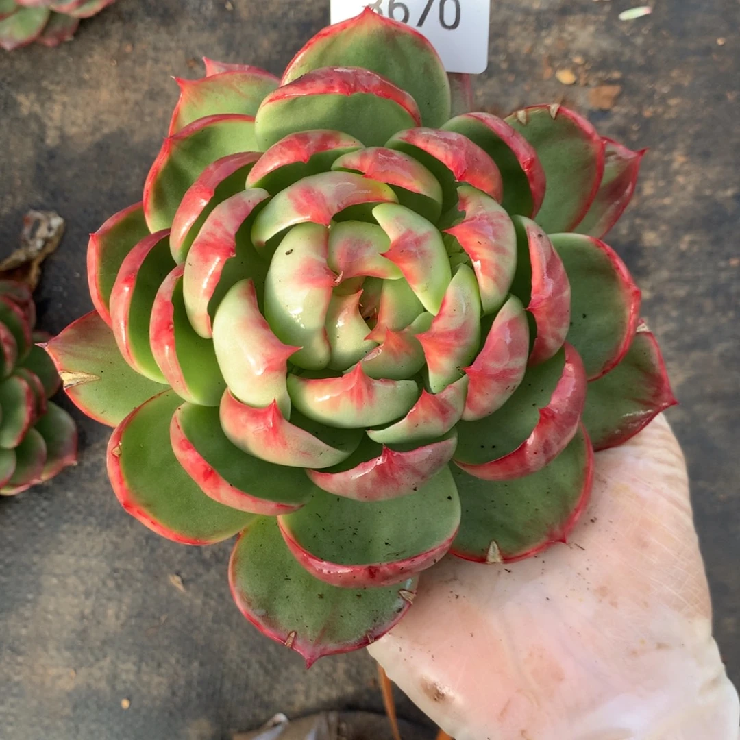 灼***华3670一物一拍13厘米