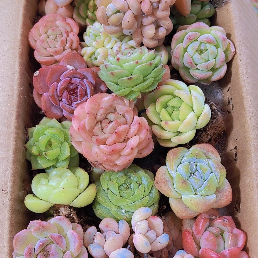 0000001量拍保底20颗，小
