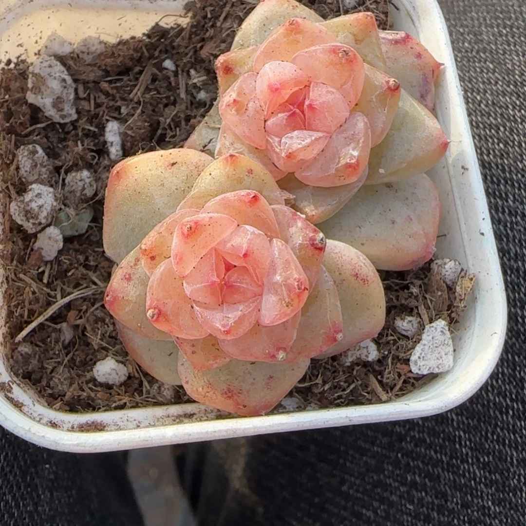 多肉小卡拉米糖心一物一拍