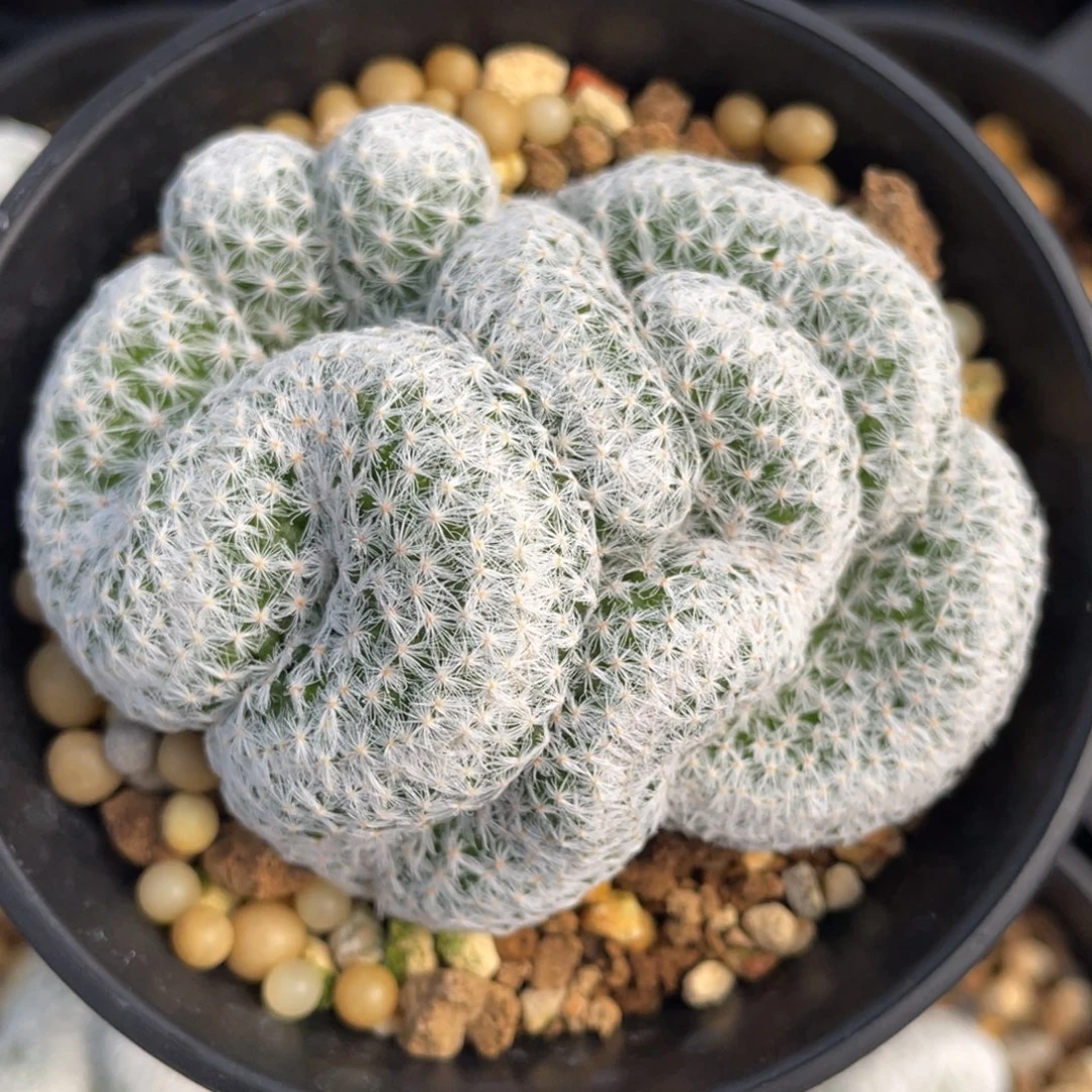 姬春星缀化        自根