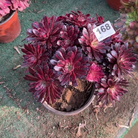 168黑铜锦‘有断指’多肉