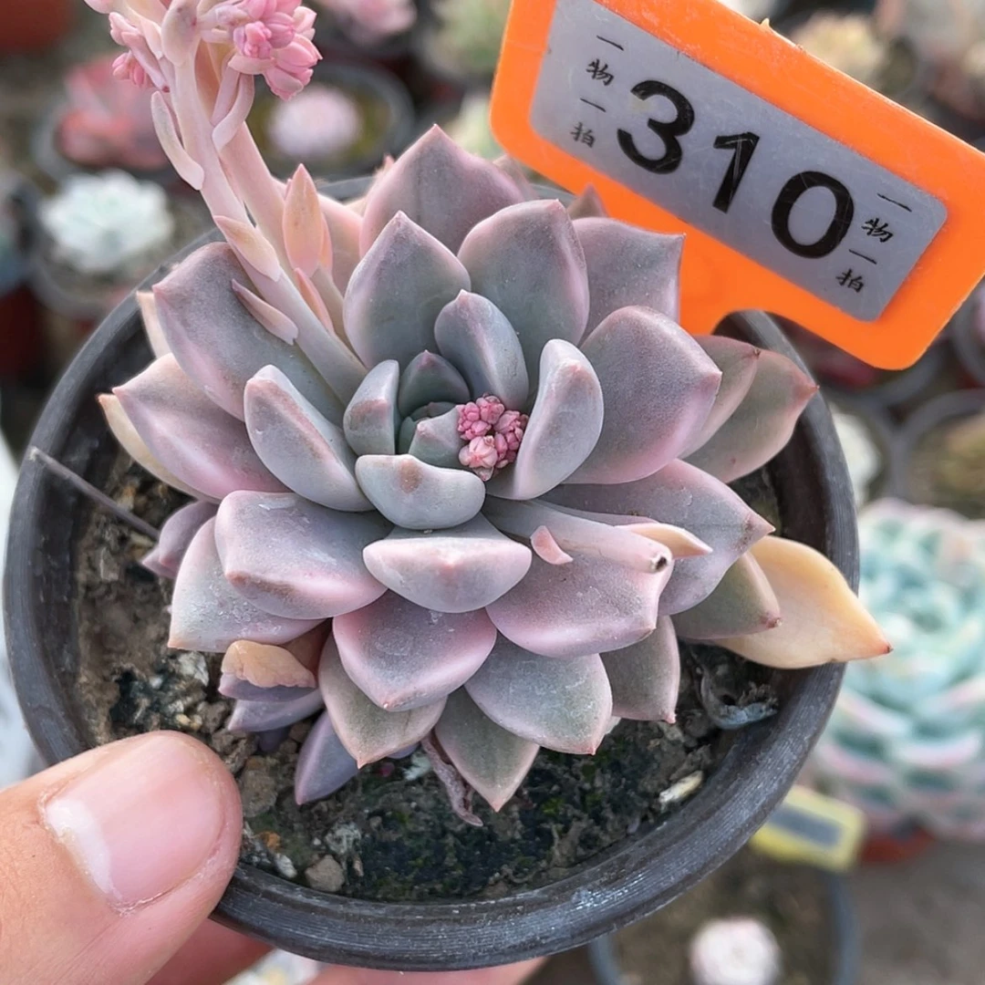 【闪购商品】310号