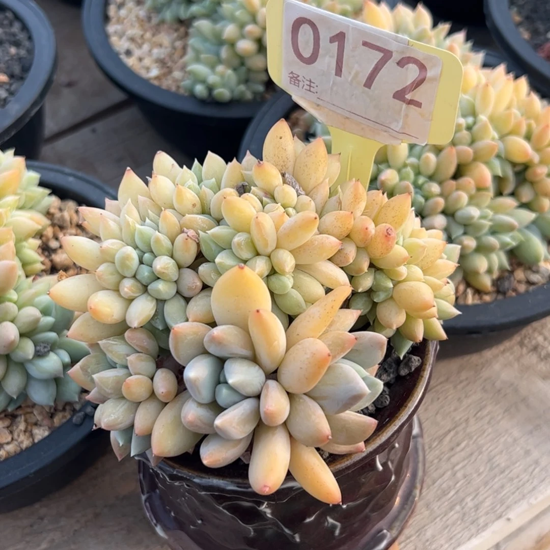 白雪公主多肉植物