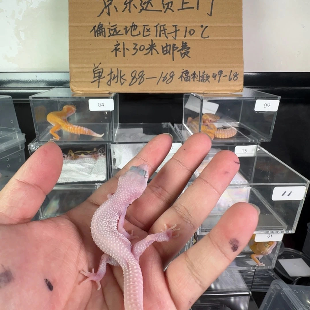 豹纹守宫超级雪花红眼暴龙