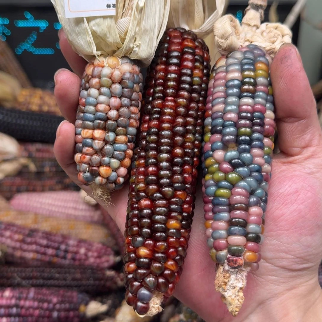 柏香籽/百香籽吊坠凌***油