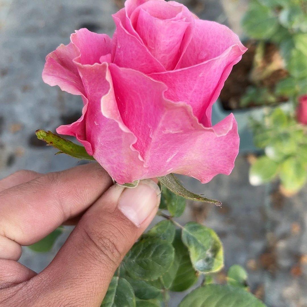 无花朵———-浅粉精灵 福利款