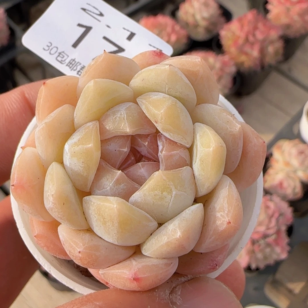 干冰单头一颗脱土发货