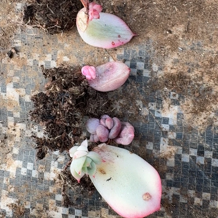 一组红蜻蜓侧影冰月亮
