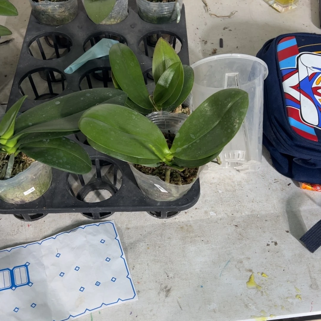 当前无花栽培后可以开花999双剑香奈儿凑单发货