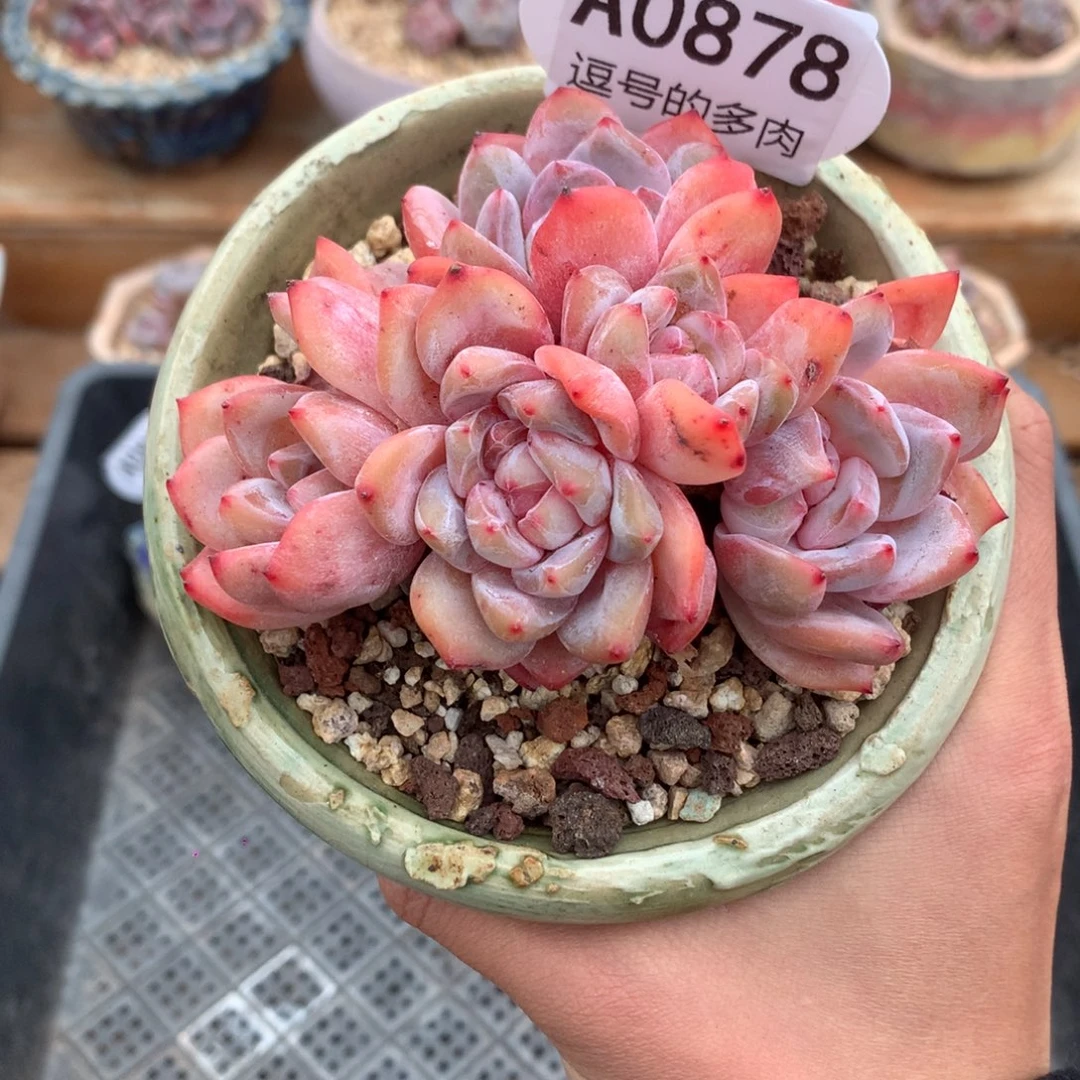 A0878 福利雪天使老桩 无砍 9cm