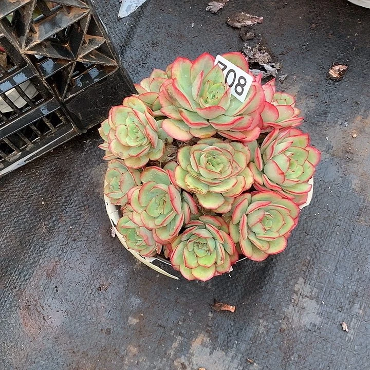 708牡丹亭 一物一拍多肉