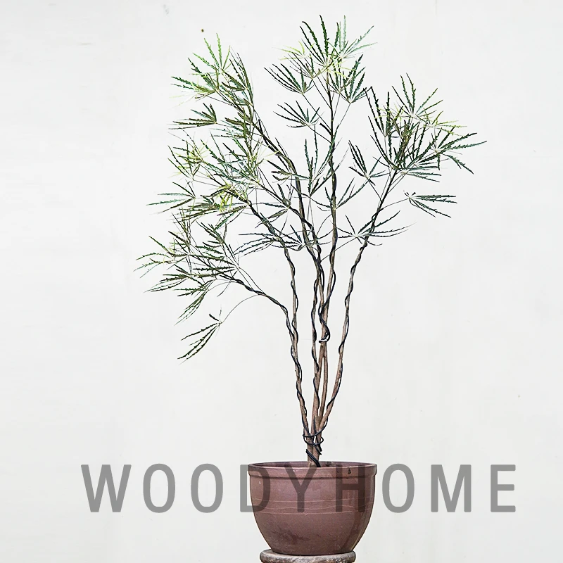 细叶孔雀木观叶绿植盆栽 手树 黑色叶片植物 室内耐阴 阔叶孔雀木