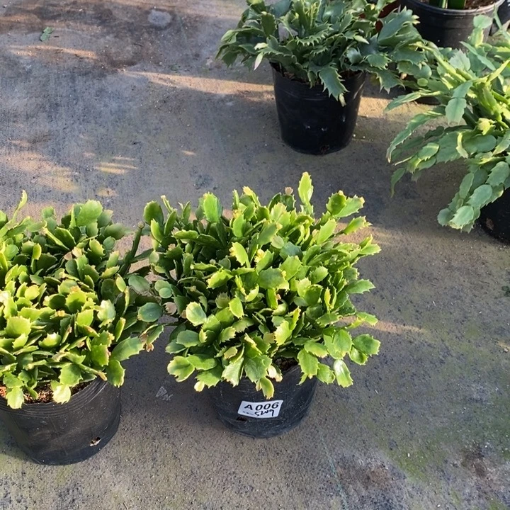 当前无花栽培后可以开花006自根028