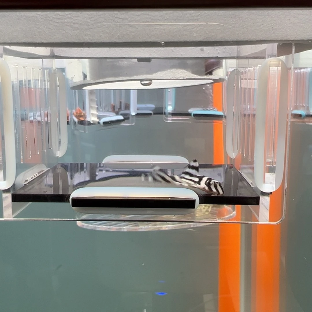 清道夫录完整开箱视频、入缸不包损3.3