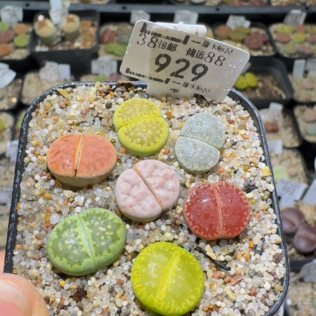 Ssss精品生石花929