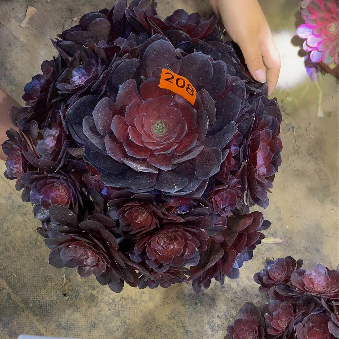 倾**下多肉208.0000000000