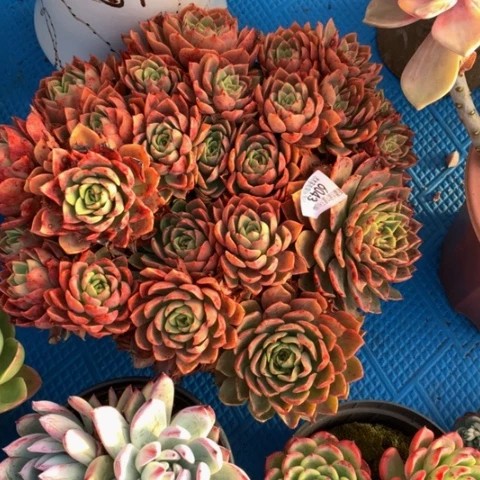 米****?6043贝拉多娜多肉