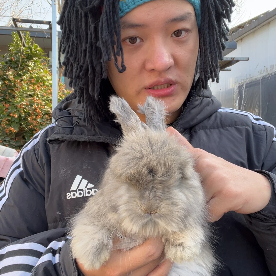 宠物兔英系安哥拉兔