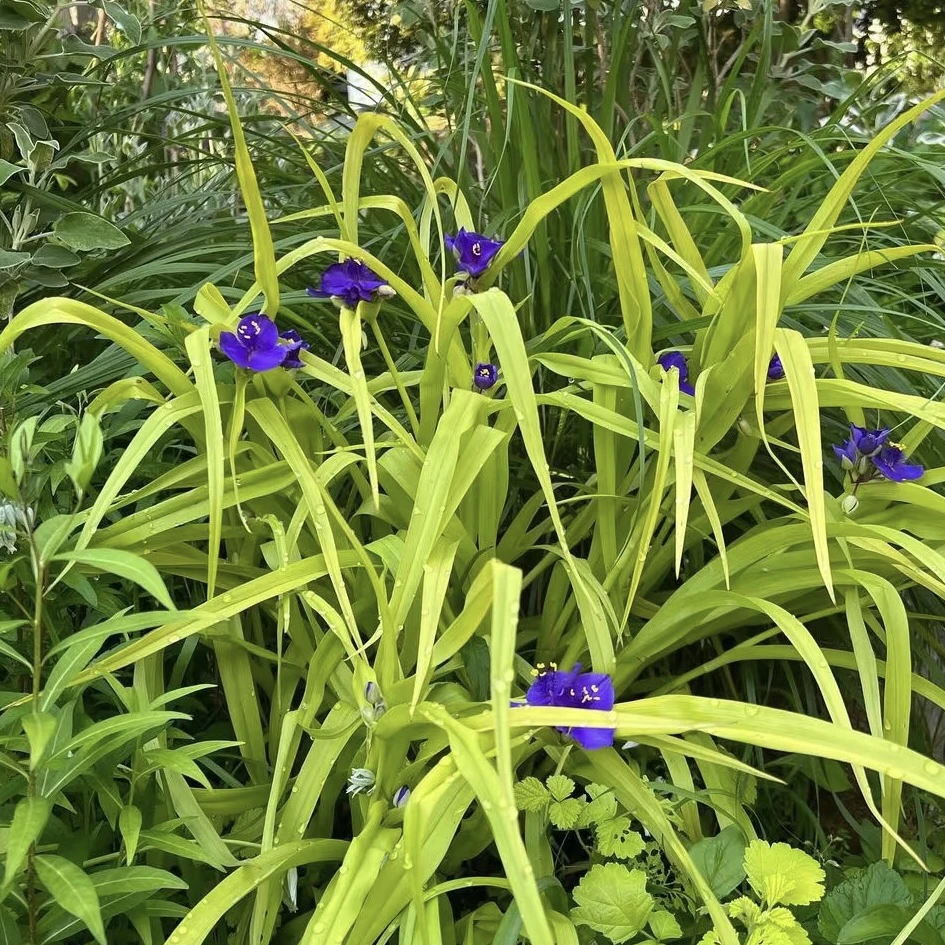 金叶紫露草 甜蜜凯特 多年生宿根花园花镜植物耐寒耐热好养
