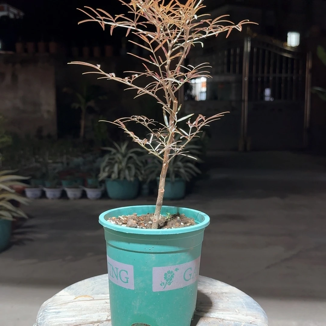 毛里求斯葡萄翁一