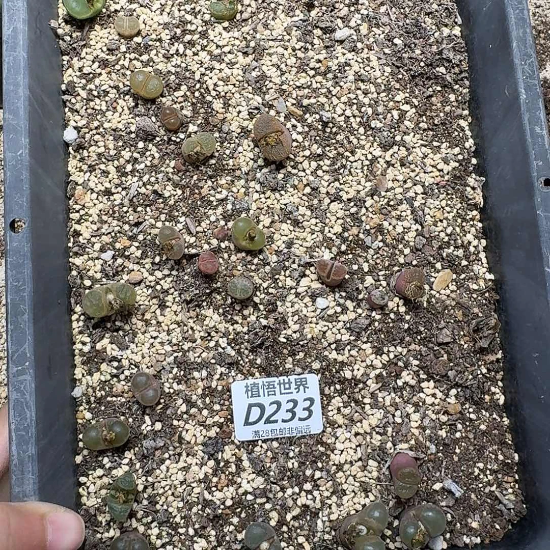 多肉植物的是大丰收gbb