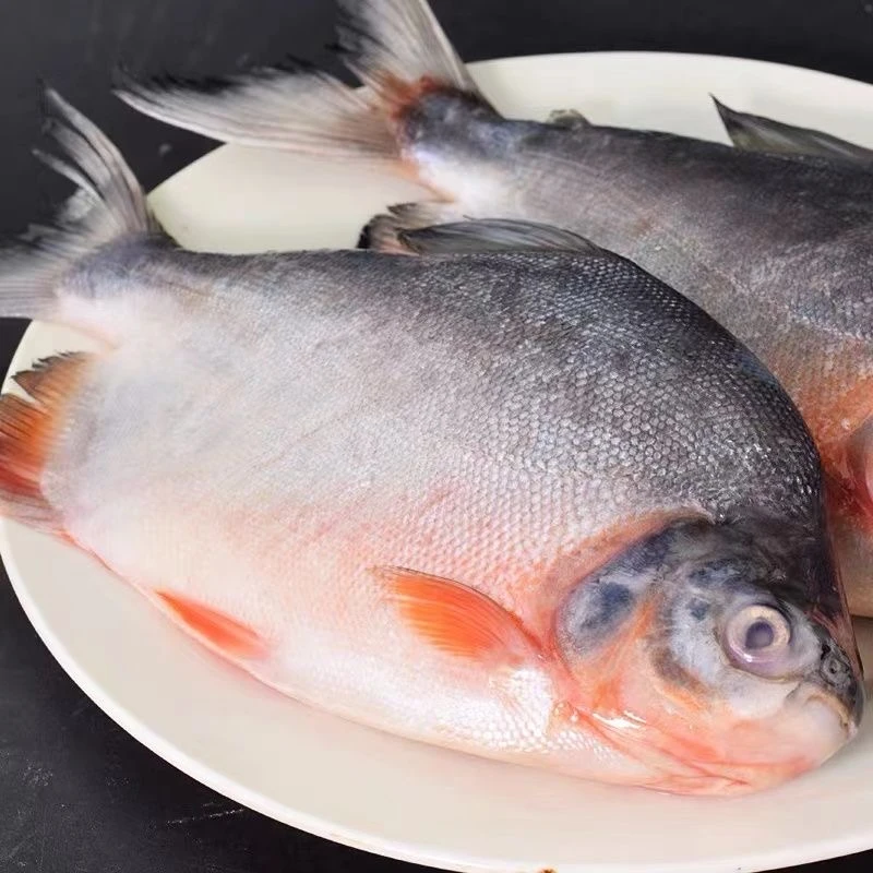 大号红鲳鱼大红鲳鱼新鲜速冻无冰衣肉厚刺少味道鲜美海鲜