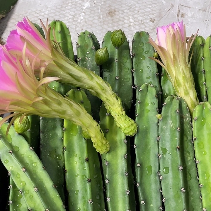 红花袖铺实生一代侧芽