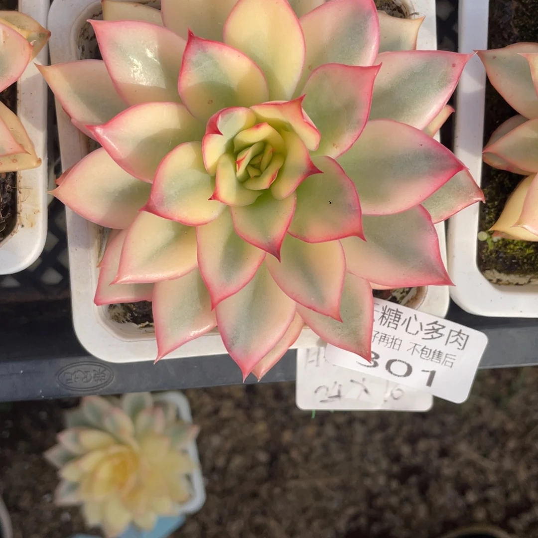 星***粉云糖心多肉植物301